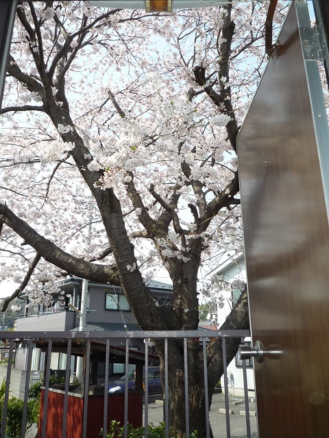 川島荘玄関前桜